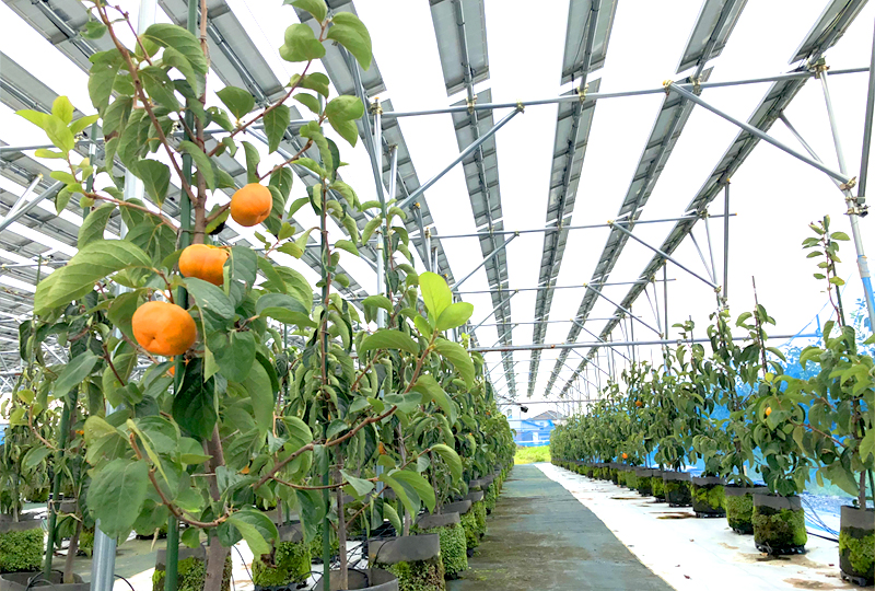 営農型発電による柿の養液栽培